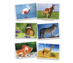 Tout Pour le Jeu 54 Fiches photos animaux pour jeux de langage