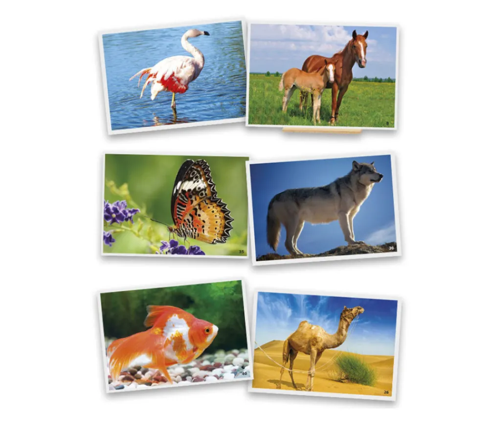 Tout Pour le Jeu 54 Fiches photos animaux pour jeux de langage