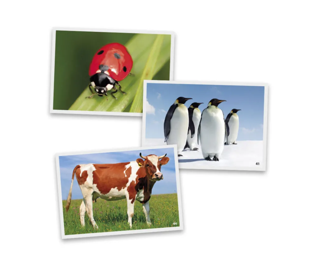 Tout Pour le Jeu 54 Fiches photos animaux pour jeux de langage