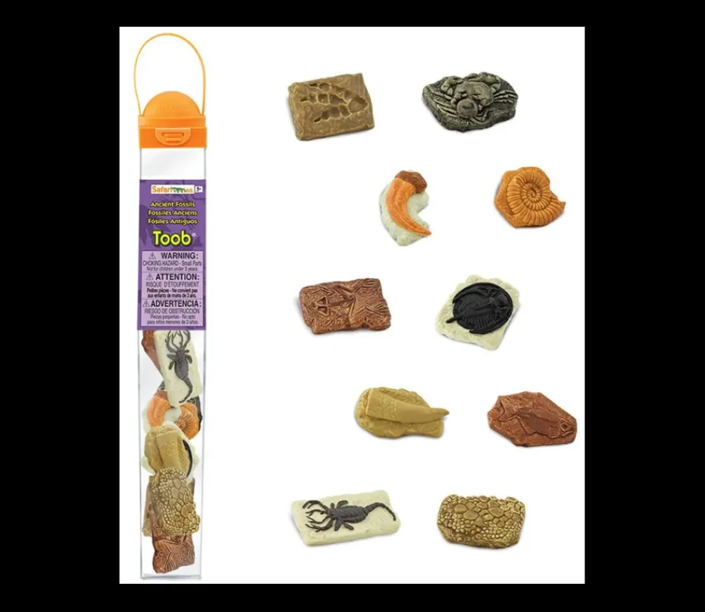 Tout Pour le Jeu Anciens fossiles 4/5 cm - paléontologie 10 pièces