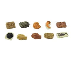 Tout Pour le Jeu Anciens fossiles 4/5 cm - paléontologie 10 pièces
