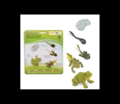 Tout Pour le Jeu Cycle de la vie de la grenouille