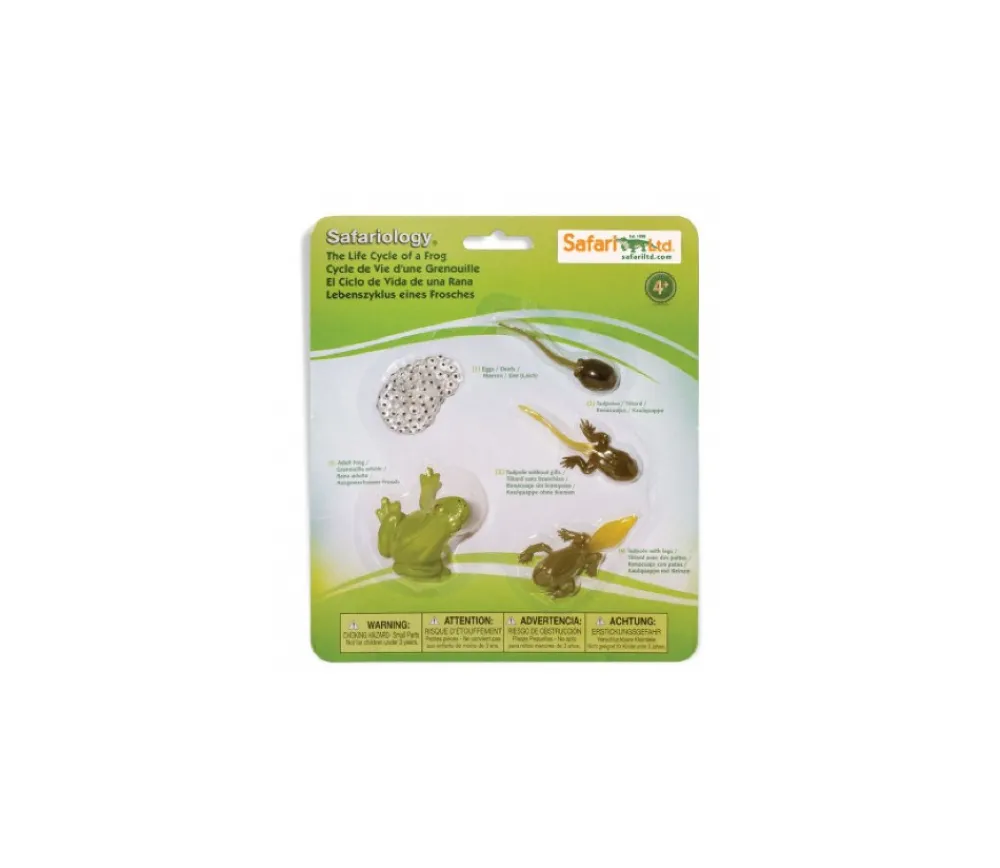 Tout Pour le Jeu Cycle de la vie de la grenouille