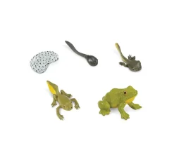 Tout Pour le Jeu Cycle de la vie de la grenouille