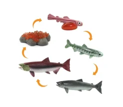 Tout Pour le Jeu Cycle de la vie d'un saumon