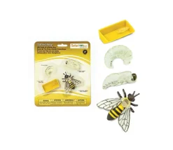 Tout Pour le Jeu Cycle de la vie d'une abeille