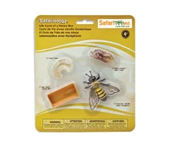 Tout Pour le Jeu Cycle de la vie d'une abeille