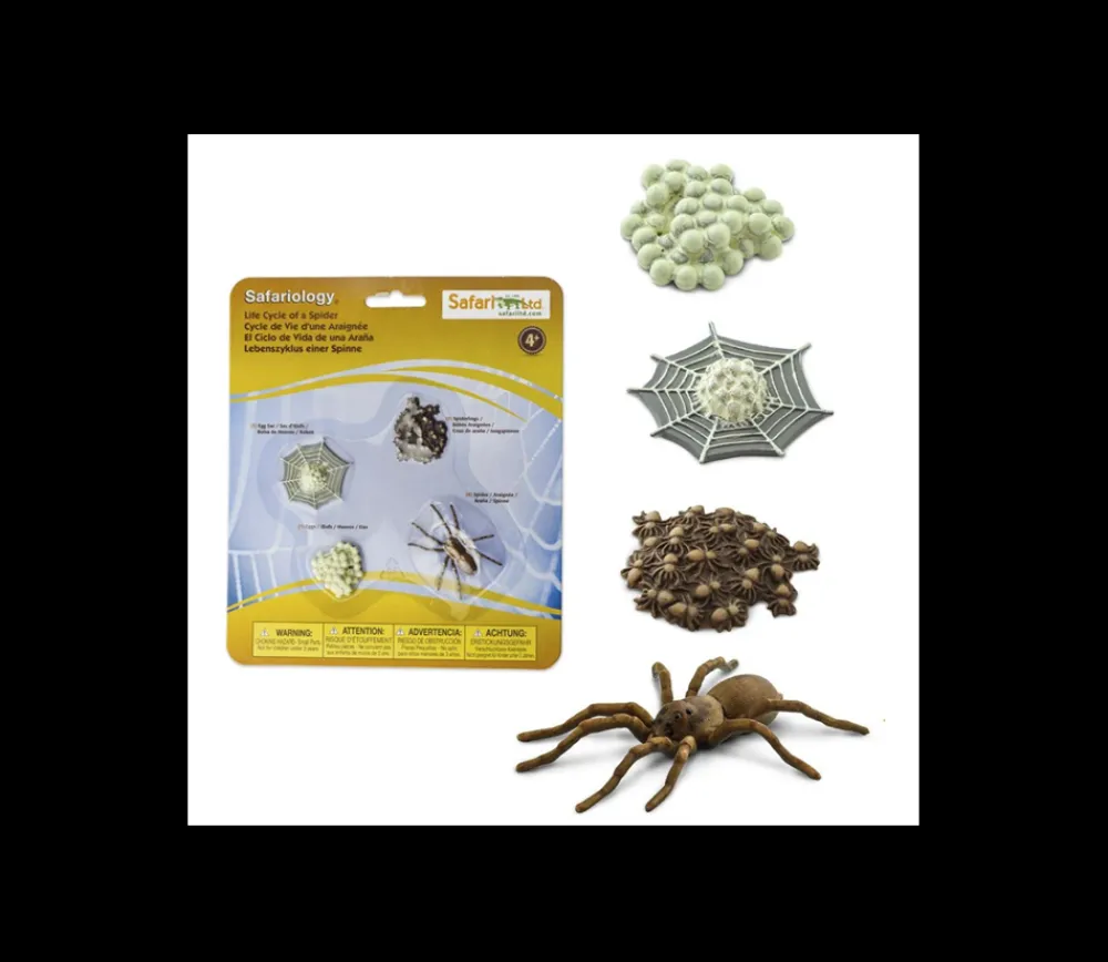 Tout Pour le Jeu Cycle de la vie d'une araignée