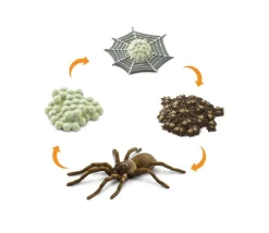 Tout Pour le Jeu Cycle de la vie d'une araignée