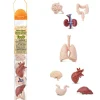 Tout Pour le Jeu Organes Humains miniature environ 5 cm- tube de 8 pièces
