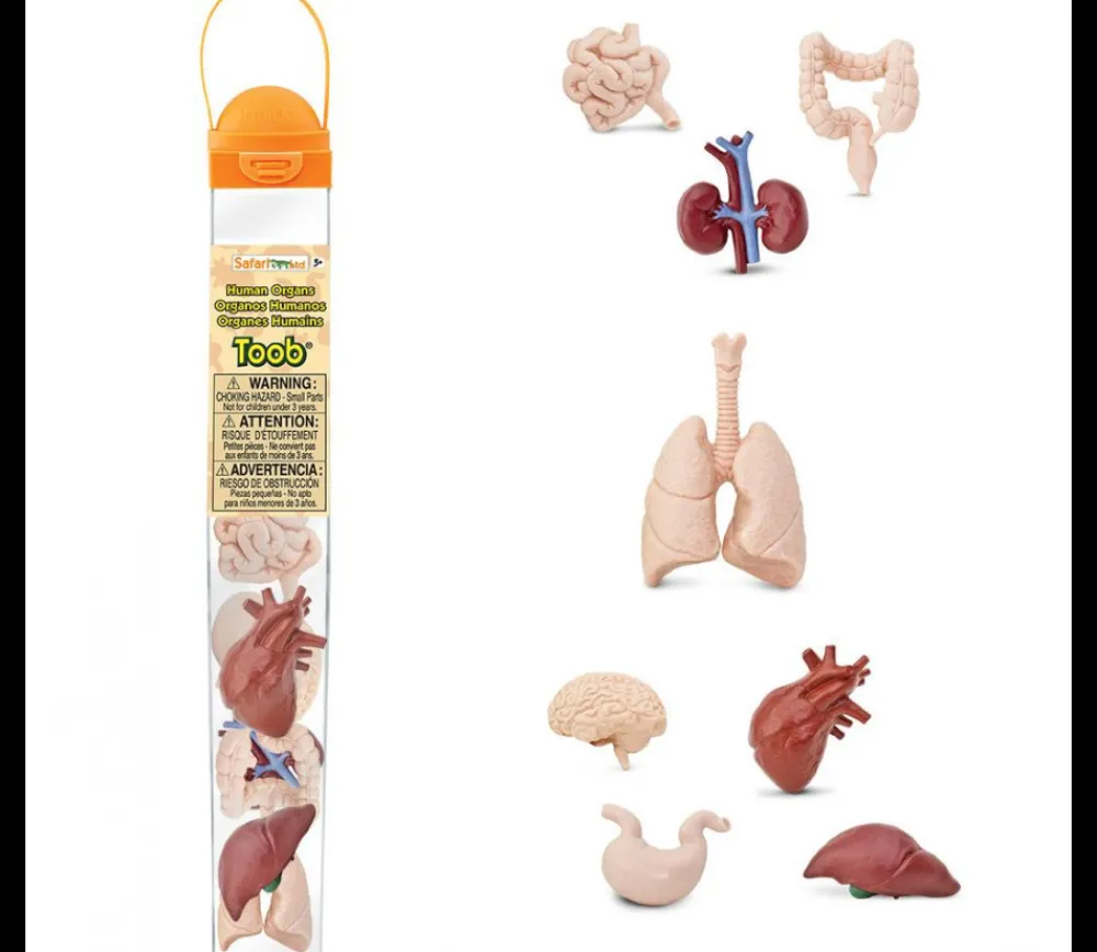 Tout Pour le Jeu Organes Humains miniature environ 5 cm- tube de 8 pièces