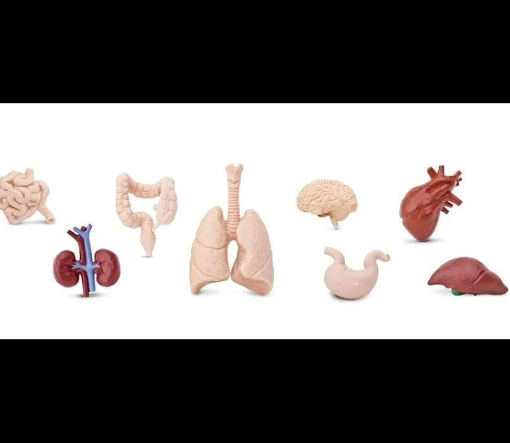 Tout Pour le Jeu Organes Humains miniature environ 5 cm- tube de 8 pièces