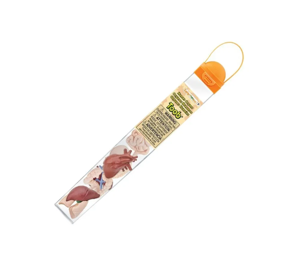 Tout Pour le Jeu Organes Humains miniature environ 5 cm- tube de 8 pièces