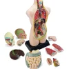 Tout Pour le Jeu Set anatomie : Découverte du corps humain 50 cm