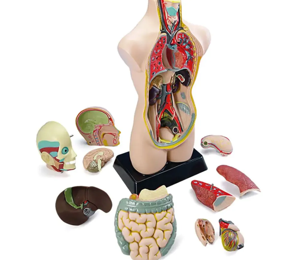 Tout Pour le Jeu Set anatomie : Découverte du corps humain 50 cm