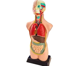 Tout Pour le Jeu Set anatomie : Découverte du corps humain 50 cm